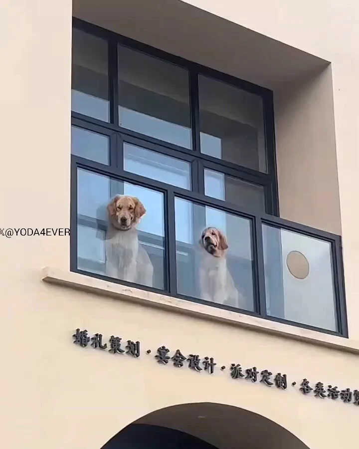 Neighborhood watch..🐕🐾😅 https://t.co/tVa9bv43Wx