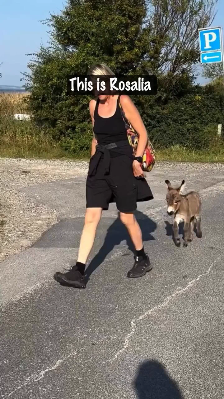 Just a baby..🐴🥺❤️ https://t.co/hWvuKAqeXT