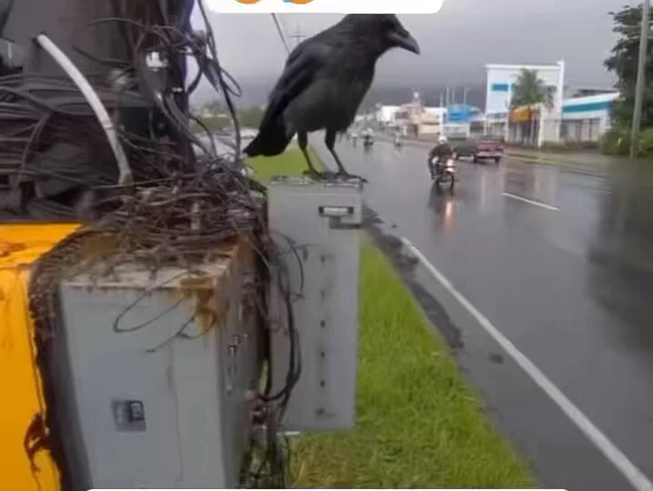 感電したカラスを仲間が懸命に助けようとする姿😭鳥の絆と知能が垣間見える瞬間。こんなに努力する姿に心打たれます🐦‍⬛

 https://t.co/HUwArJfRkr