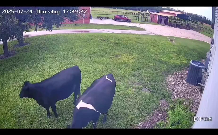 Cows run to car to greet owner arriving home everyday..🐄😍❤️

📹farmjoylife https://t.co/aeXZDloE0K