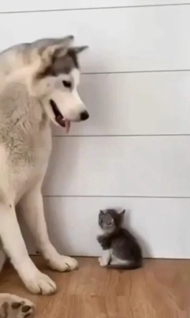 I'll protect you, little fren..🐕🐾🐈😊 https://t.co/1WT9sY50DD