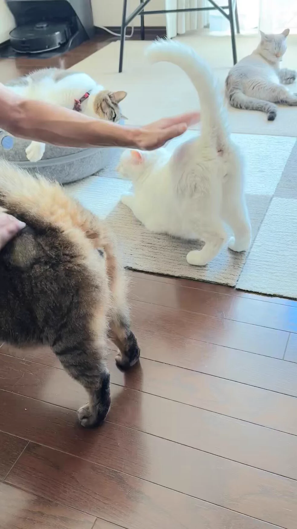 猫とトントン太鼓とセミの声🎶

2025年夏の日 https://t.co/2exGvnD9tH