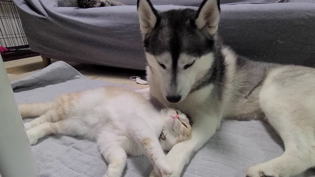 犬に甘える猫ｗ   #スコティッシュフォールド #シベリアンハスキー https://t.co/My1DnUvJyL