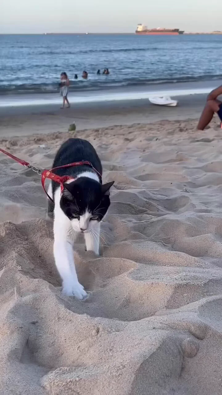 ビーチで過ごす猫達。砂を掻いて穴を掘ったり未知の物体に触れたり日陰で昼寝したりしています
https://t.co/92K3fhzvOH