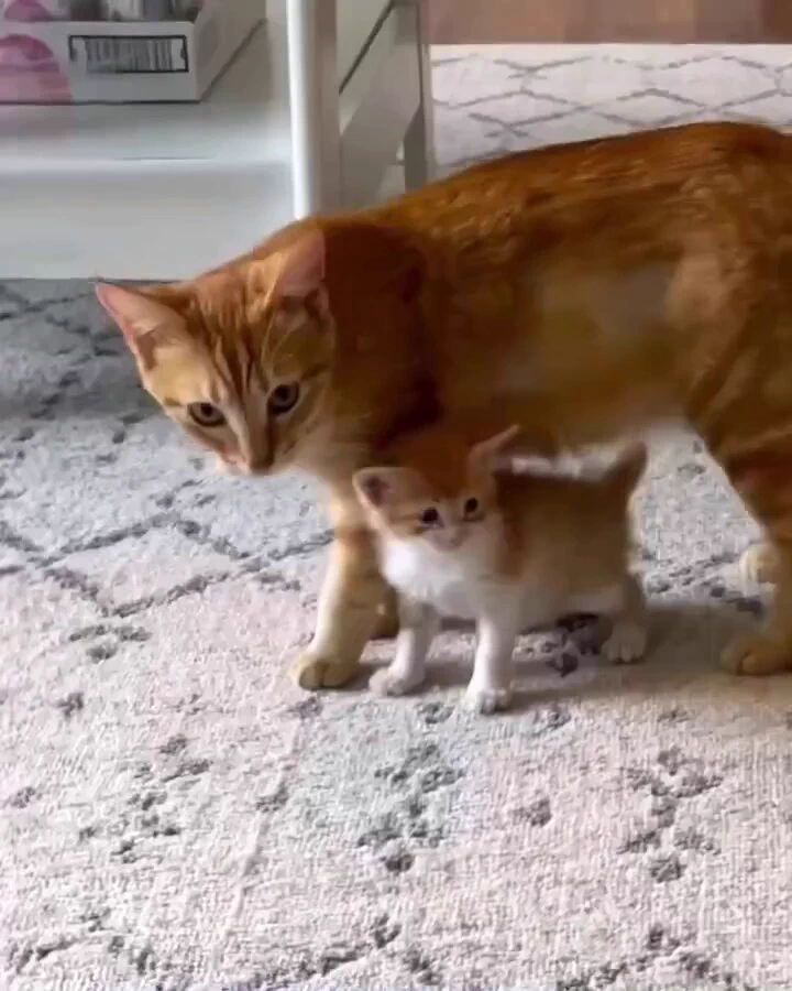 https://t.co/cumfnDi7B0