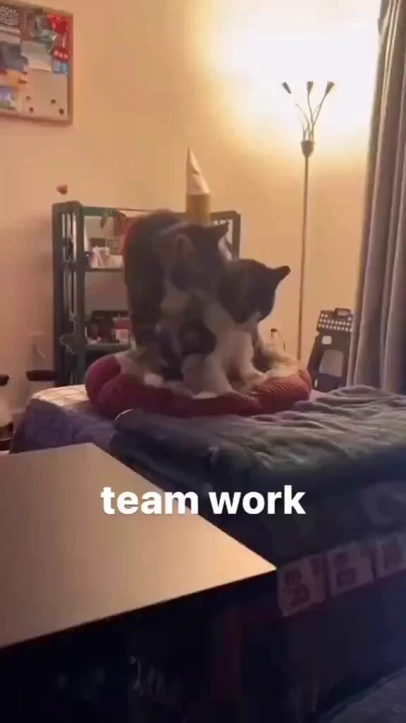 https://t.co/xbtOQgC1K0
