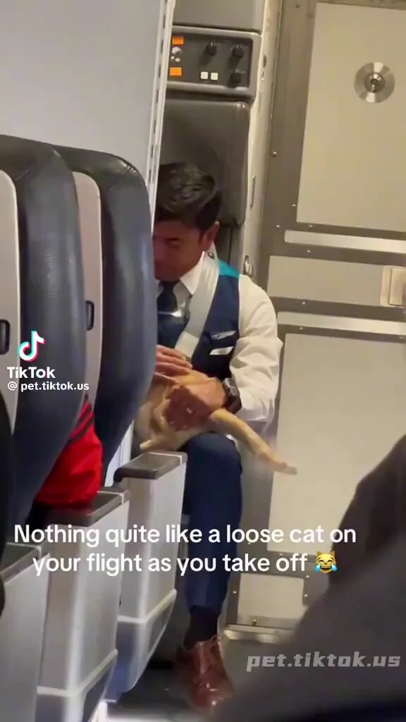 当猫咪🐱在飞机上跑出来的时候✈️😼🤗 https://t.co/hfAlnnGWk5