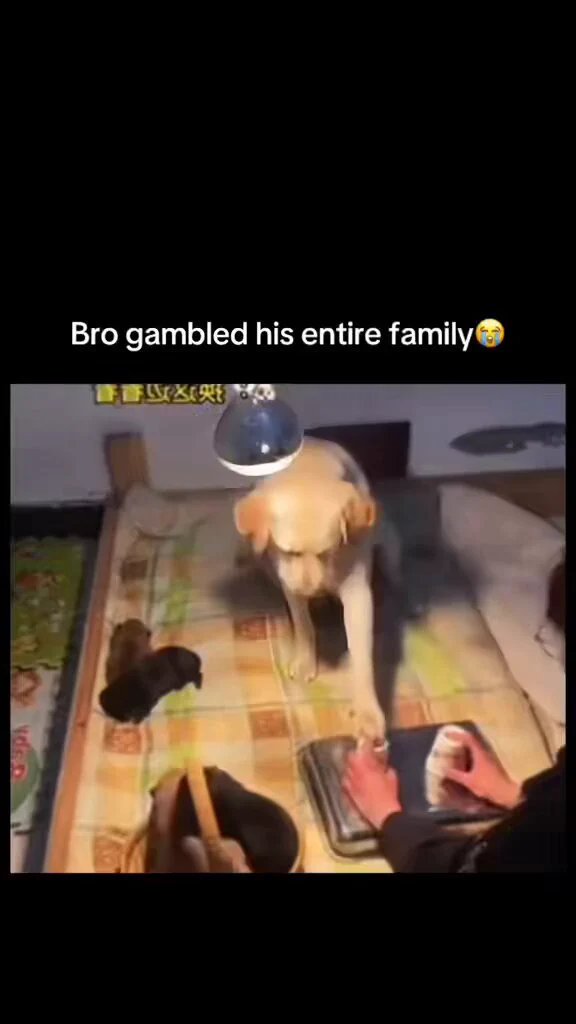 https://t.co/KIyJZnoTMm