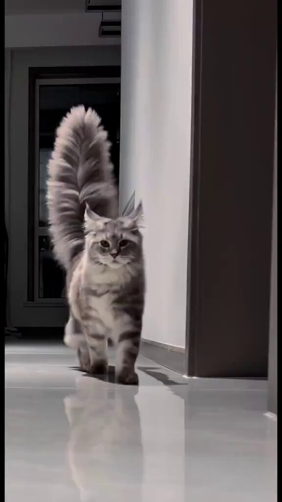 That tail 😍 https://t.co/ejxLQBSDDm