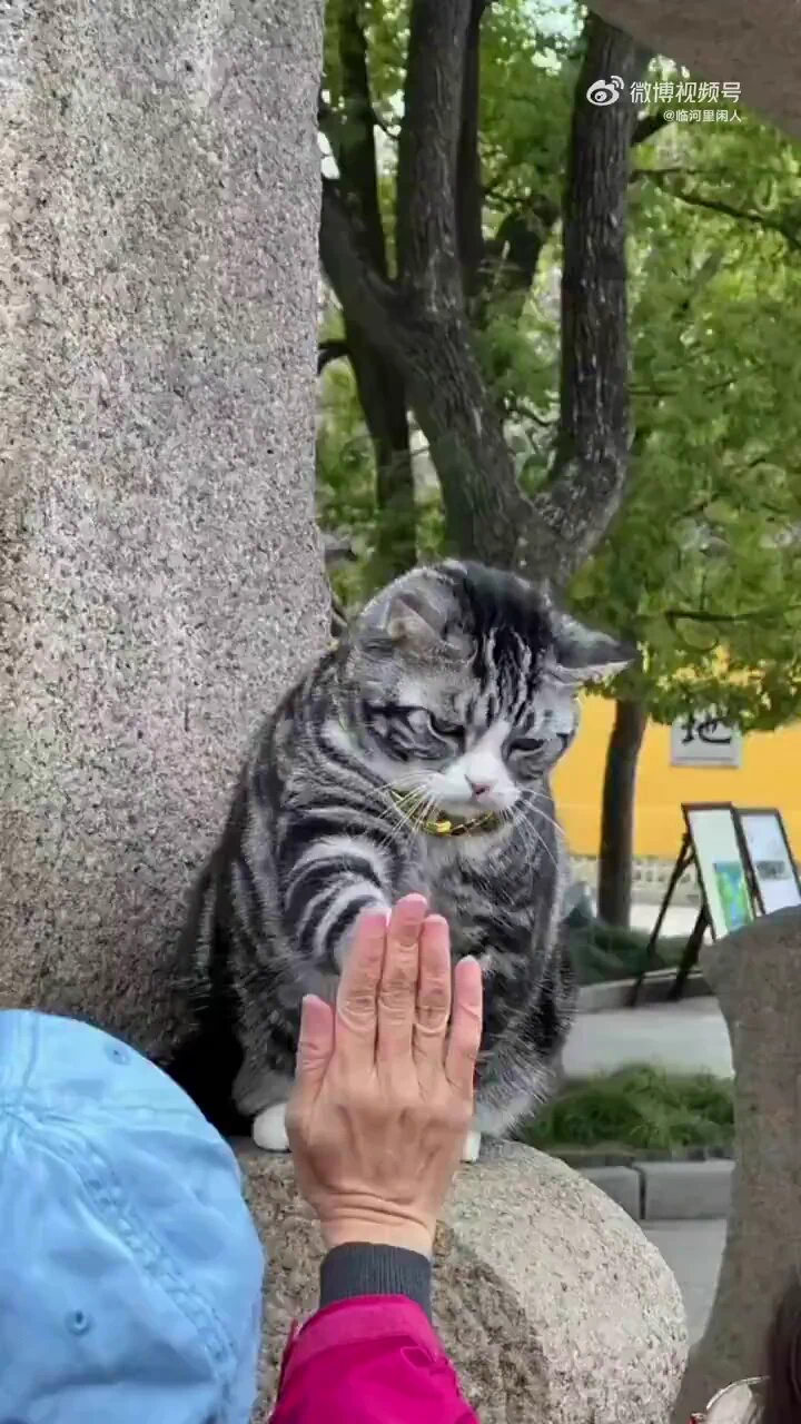 苏州西园寺，猫咪“有求必应”，给足情绪价值，每天都有人排队与它击掌，祈求好运和祝福。 https://t.co/1MIrOt0eTU