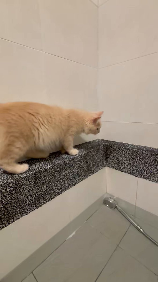 我在泡澡
我兒子一直在浴缸邊喵喵叫好像很擔心我溺死在浴缸裡
一直想下來又不敢下來超好笑
反而我還比較擔心他一個不小心滑下來 https://t.co/kLCWrJo4aZ