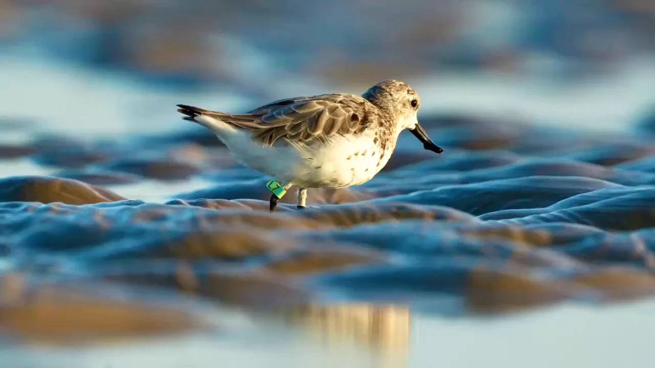 Spoon-billed Sandpiper "mukbang" is now LIVE!
The Yancheng Wetland Café is open — come check in with Little Spoonie! https://t.co/jXgWIpwtPI