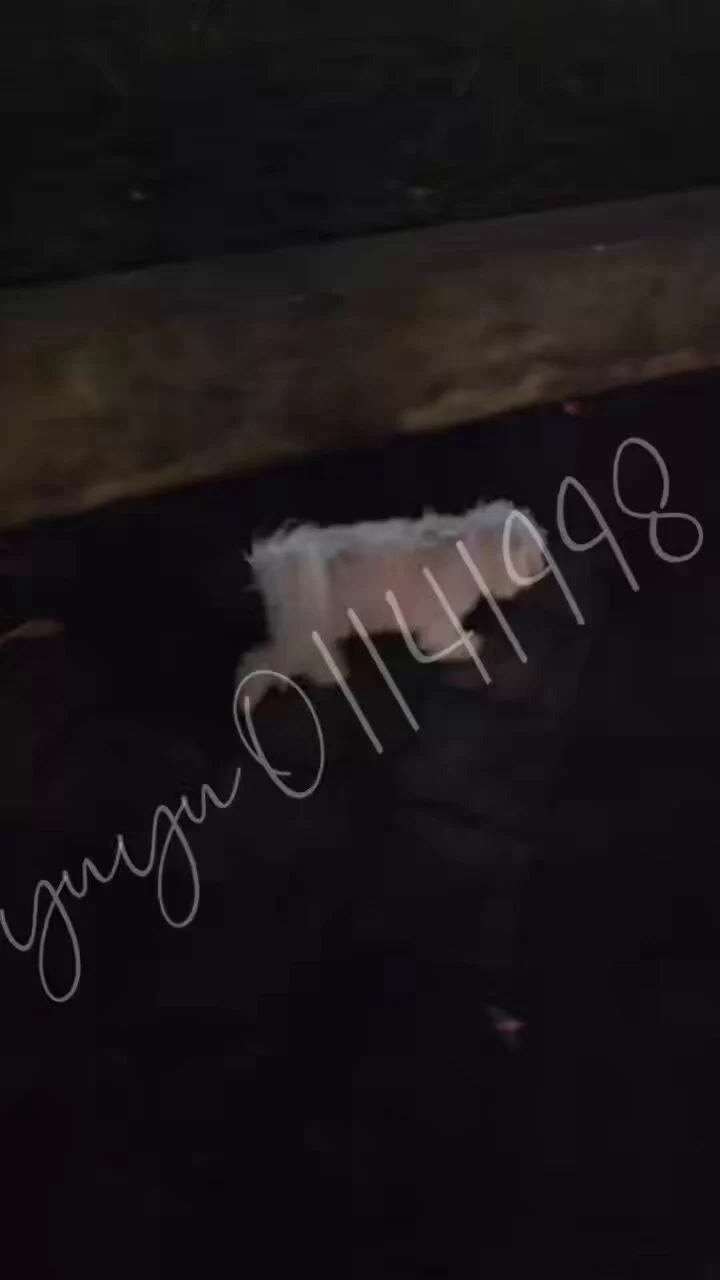 這是誰家的小朋友迷路了

已經跟著我走了一段路惹 https://t.co/gHymwfvSRJ