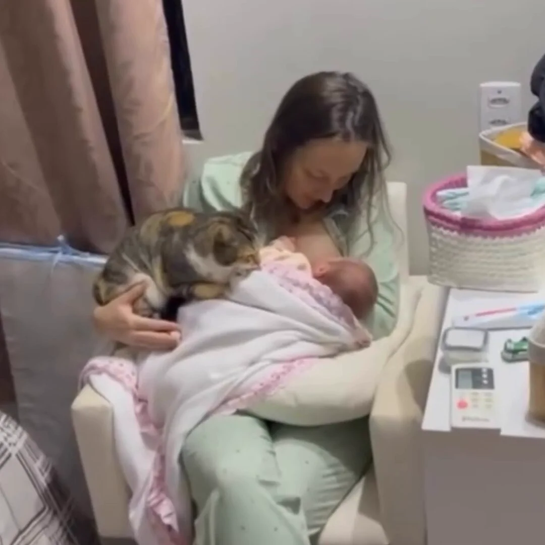 Ever since my wife came home from the hospital, my cat hasn't left their side https://t.co/mqOITEZXZ4