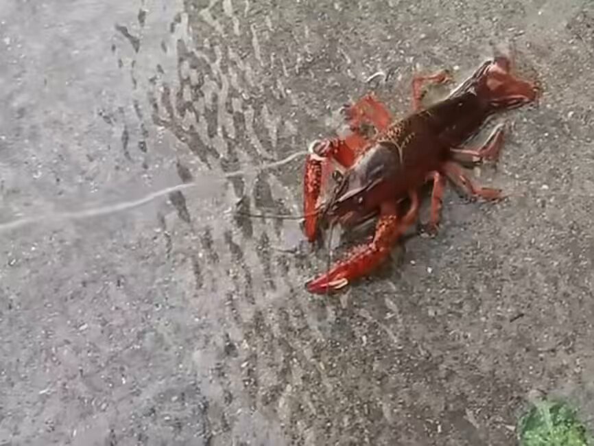 又要重新认识一个人了吗，吃饭散步送礼物，互相了解，这样走流程吗，我不想了，我要去遛小龙虾了 https://t.co/wou9JEe3rB