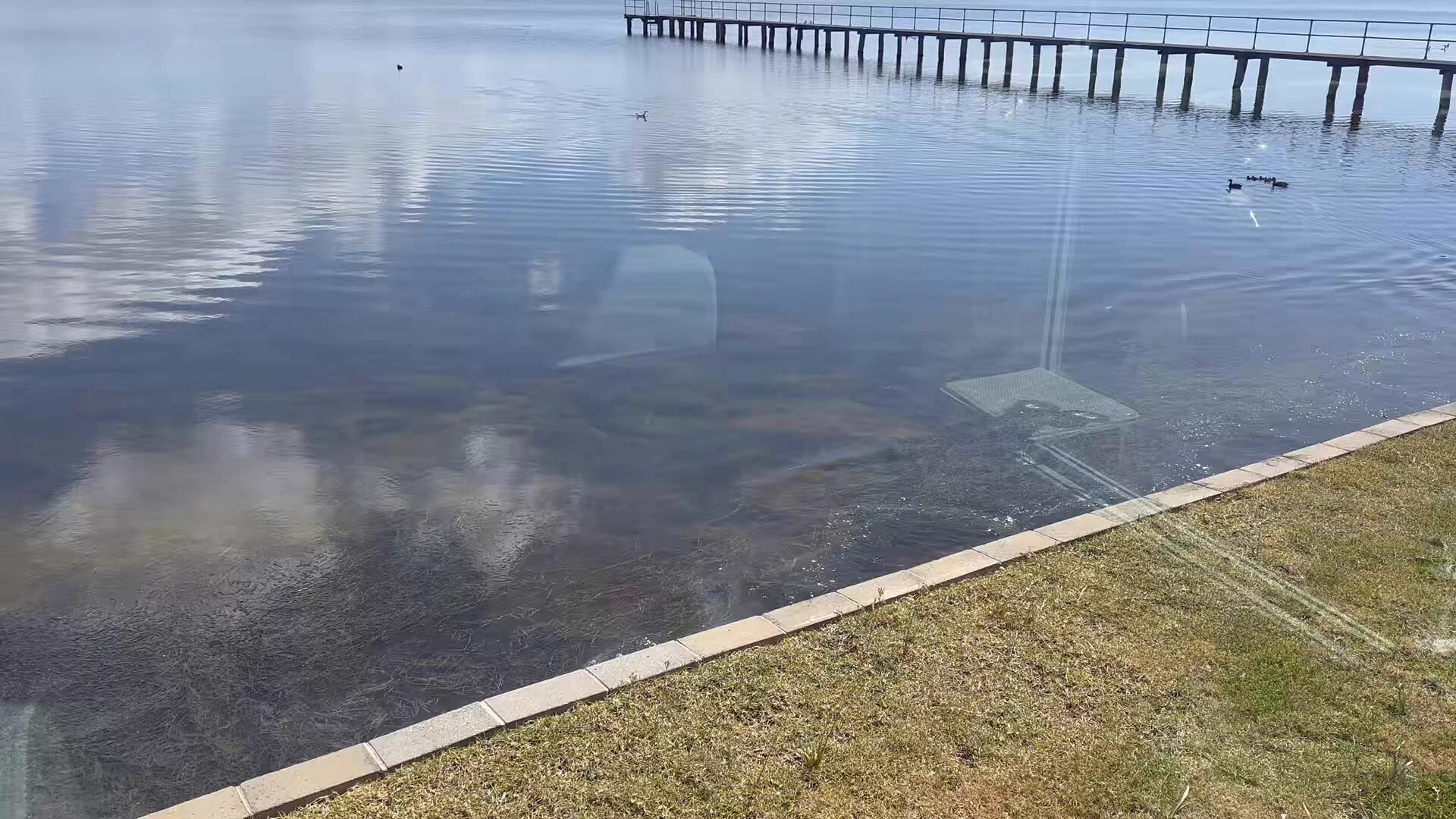 黑天鹅还有白色羽毛呢。后院来黑天鹅了。 https://t.co/zMcRTtXHZM