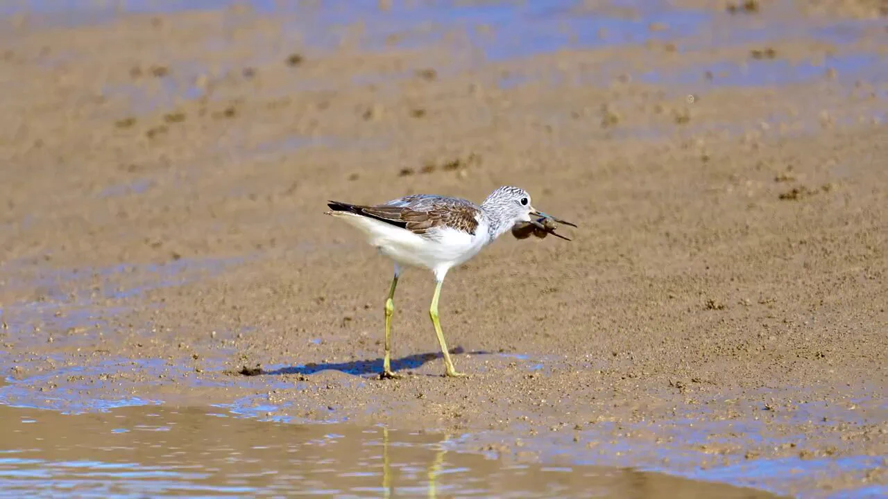Lunch is served! Today’s meal is delicious mudskipper! https://t.co/v06qDEb1rT