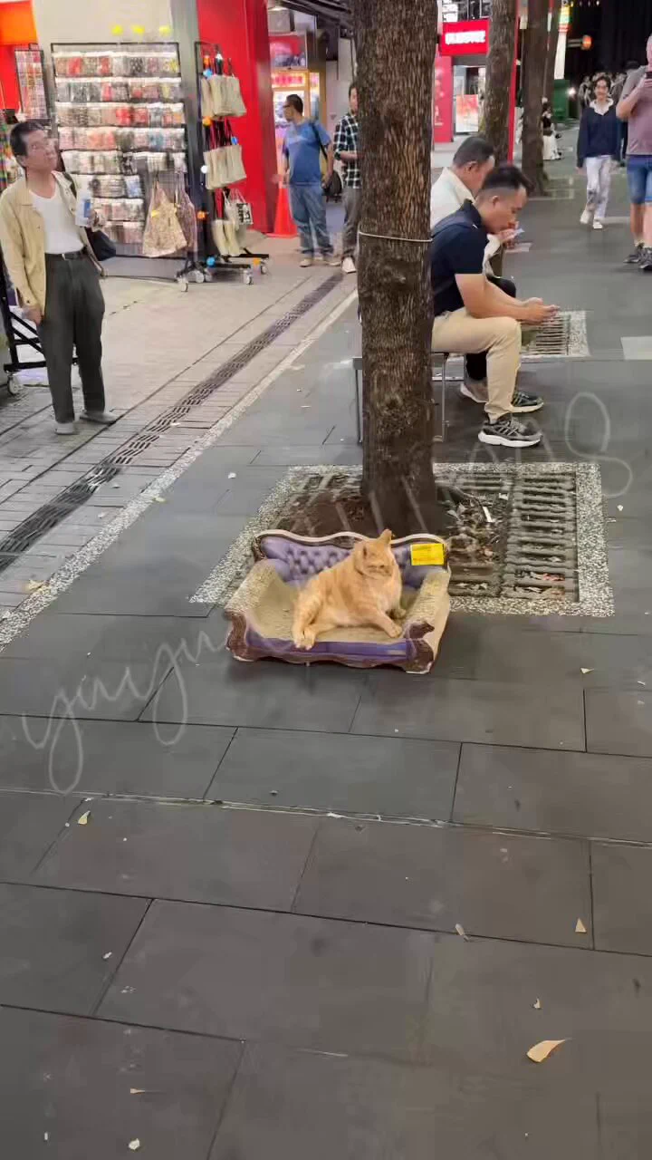 你們來西門町有看到有自己沙發貓嗎🐈
也太可愛了吧😍🥴🥰 https://t.co/fpsjXydeZD