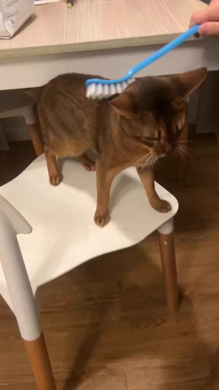 服了 其他东西给他梳毛他就打人 非要用刷厕所的梳毛他才舒服…. https://t.co/HIUiq2U1HY