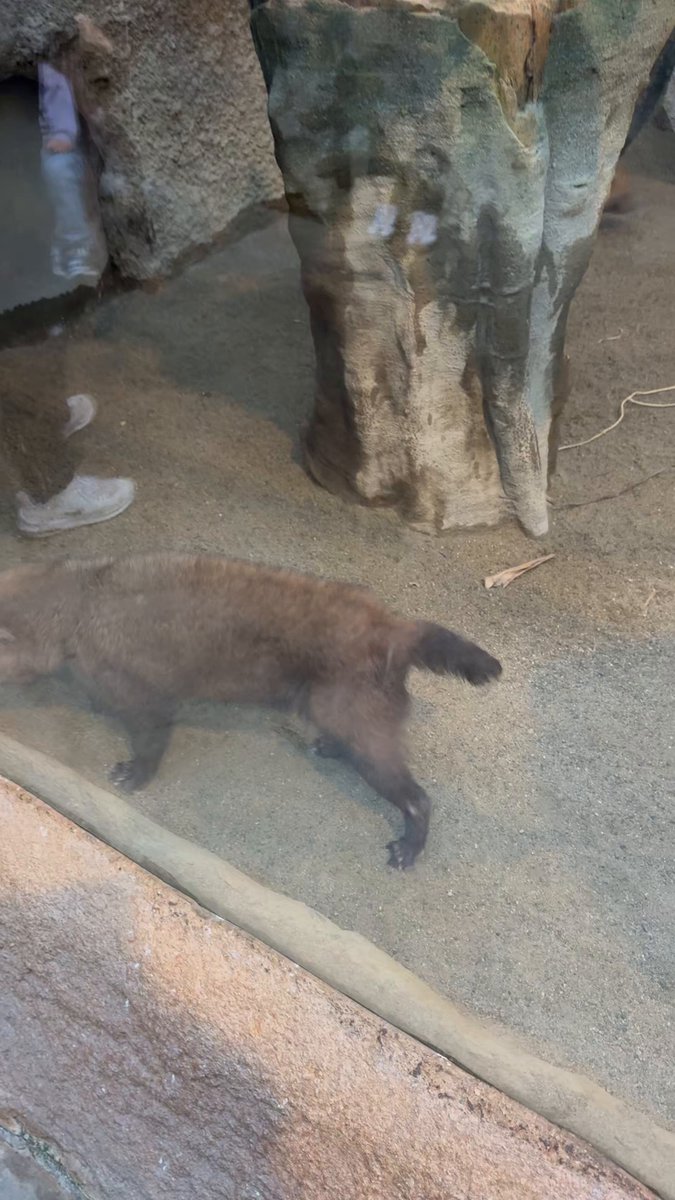 奈良テレビ「いい福みつけ旅」
本日23:30～24:00放送です✨
神戸どうぶつ王国で、たくさんのかわいいどうぶつさんと触れ合ってきました！！
癒されまくりの最高の王国すぎて幸せでした😖❤️
放送後にはYouTubeにもアップされますのでお楽しみに！！
どうぶつ王国のエース、ハシビロコウとうちの黒猫にそっくりなヤブイヌちゃんを添えて🐈‍⬛♡
#奈良テレビ
#いい福みつけ旅
#福盛訓之
#長澤茉里奈