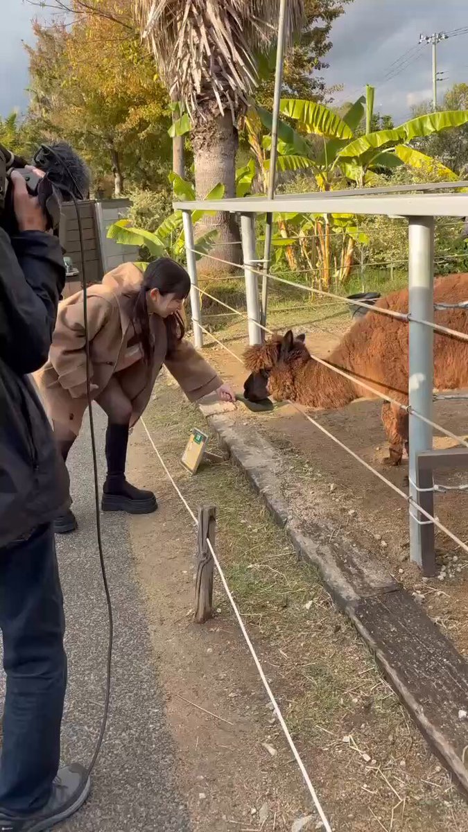 12/24 23:30〜
奈良テレビ「いい福みつけ旅」
放送後のおしらせでごめんなさい！！
今回も神戸どうぶつ王国さんに行きました✨
本物のトナカイさんにも会えたよー！動物さんたちへの配慮、環境が素晴らしくてめちゃめちゃ感動しました！
YouTubeにアップされてるのでぜひご覧ください☺️💛

https://t.co/mwDvSUJOGJ