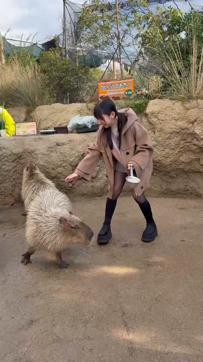 12/24 23:30〜
奈良テレビ「いい福みつけ旅」
放送後のおしらせでごめんなさい！！
今回も神戸どうぶつ王国さんに行きました✨
本物のトナカイさんにも会えたよー！動物さんたちへの配慮、環境が素晴らしくてめちゃめちゃ感動しました！
YouTubeにアップされてるのでぜひご覧ください☺️💛

https://t.co/mwDvSUJOGJ