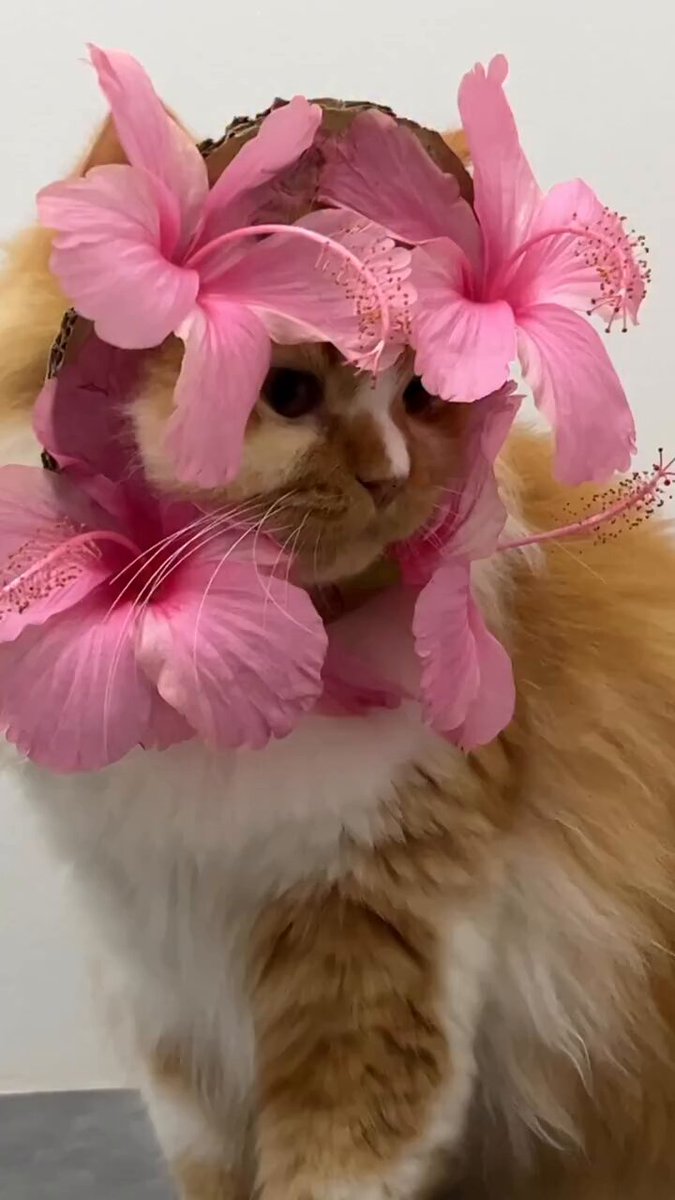 He feels bonita 🌸🌸 https://t.co/zUfod7HjyJ