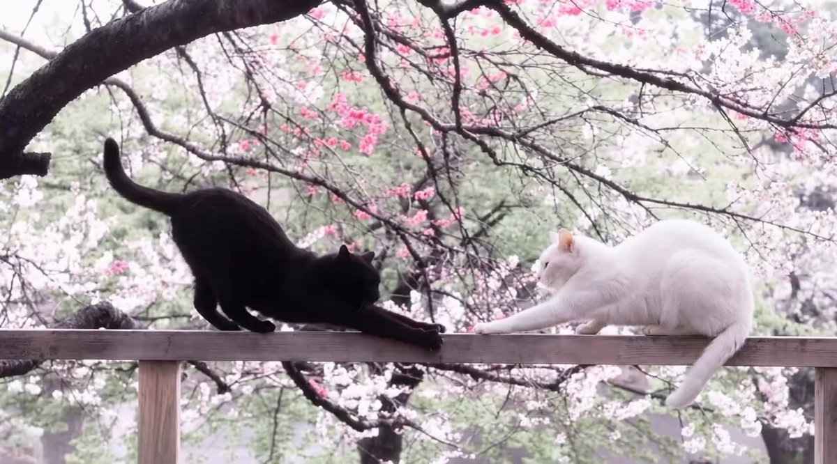 Love is in the air..🐈 https://t.co/arknQQJkxB