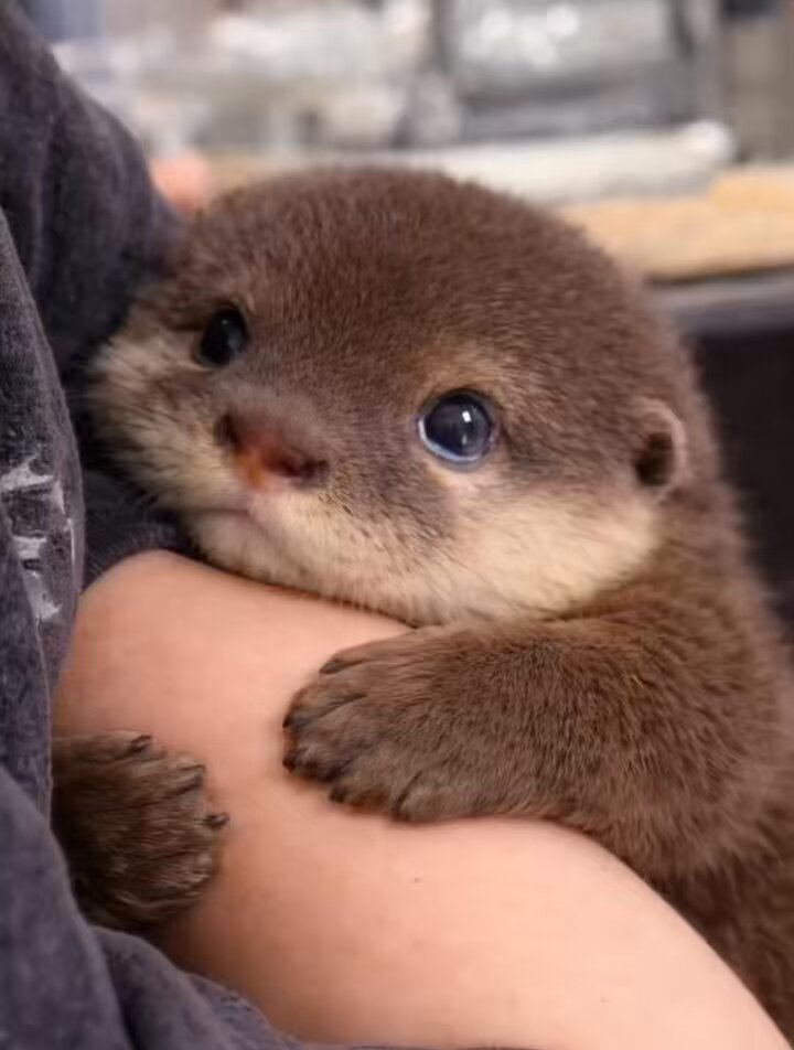 飼い主にべったりのカワウソがかわいい https://t.co/DZjwxMUXZO