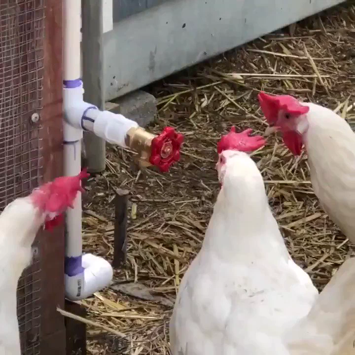 それはあなたの仲間じゃない https://t.co/4ocbvu3iar