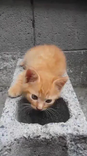 ブロックにすっぽりはまるネコがかわいい https://t.co/hRsdoVLoWY