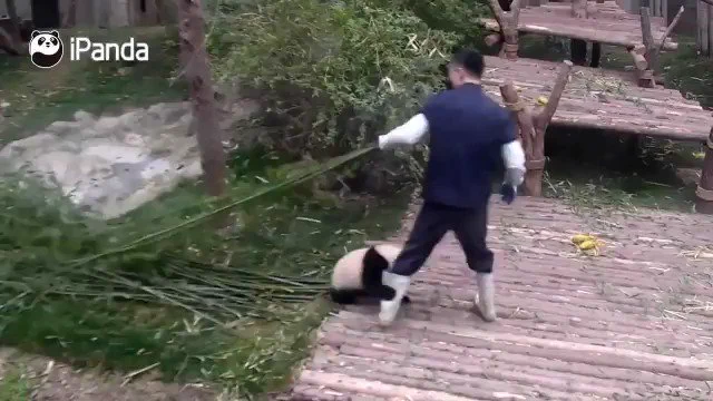 飼育員が大好きなパンダがかわいい https://t.co/YsW6yRmkNF