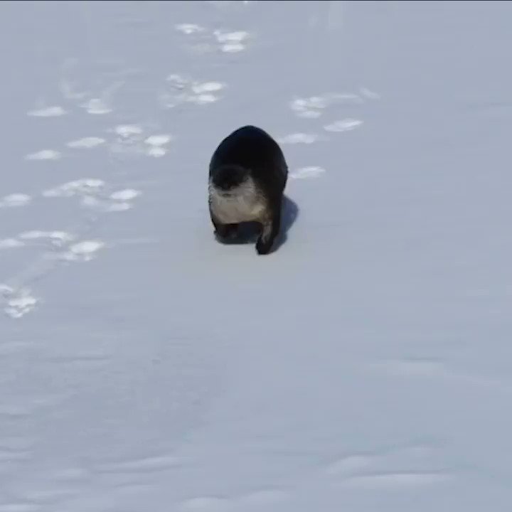 雪滑りを楽しむカワウソ、ずっとみてたい🦦 https://t.co/EHQOA90C9v