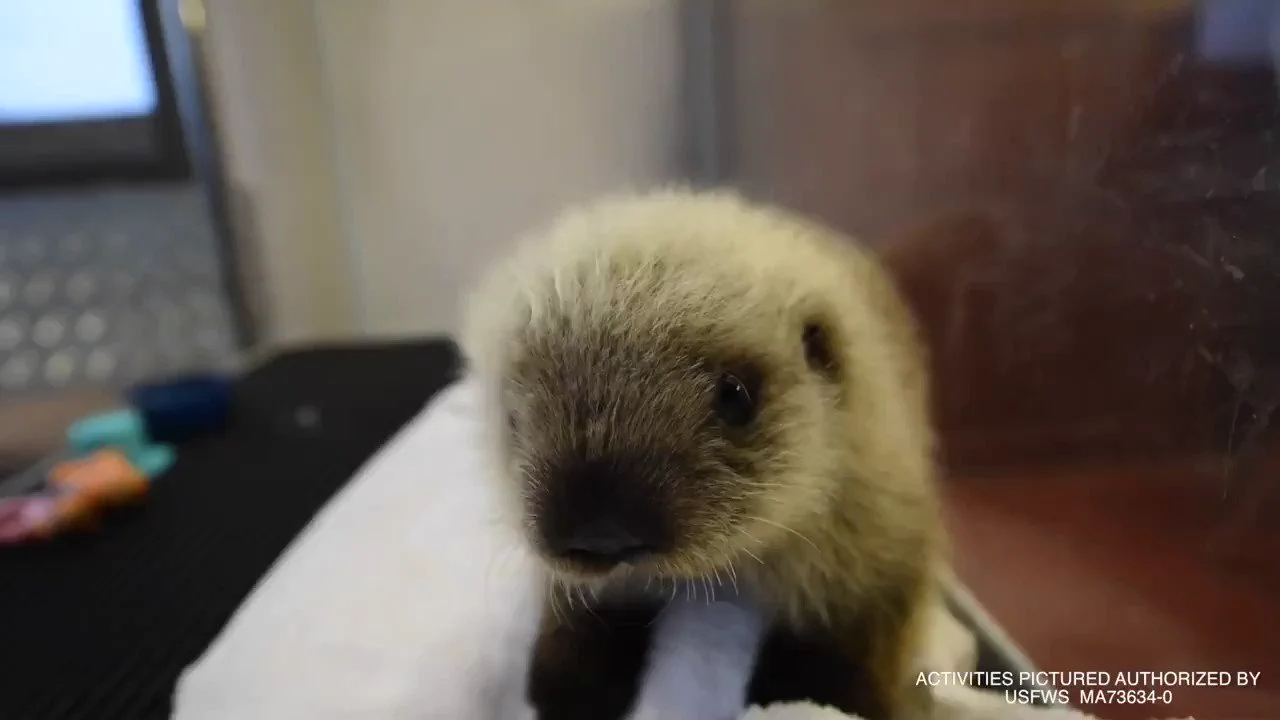 アラスカで孤児になって保護されたラッコの赤ちゃんがミルクを与えられたり毛づくろいを覚えたりしている６年前の映像
https://t.co/TJ8MvI4OQX