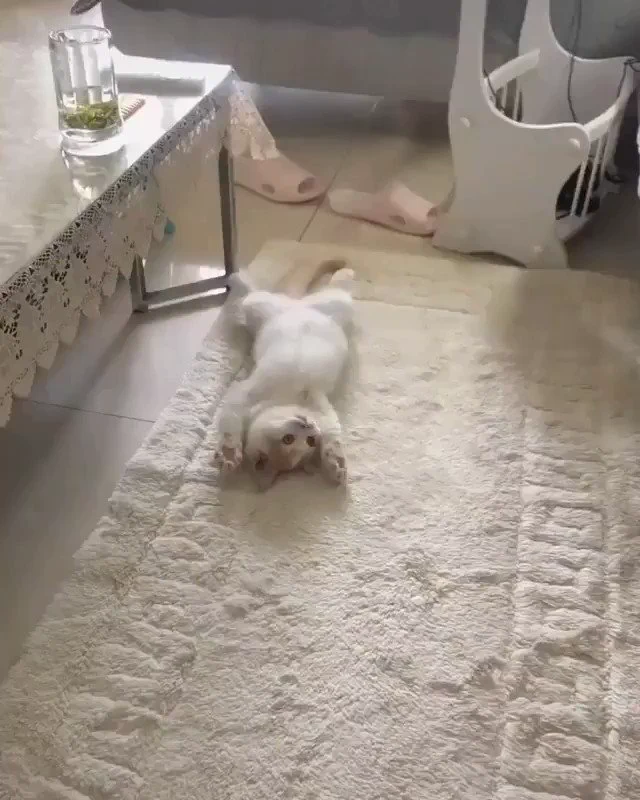 可愛過ぎてやばい猫の動き

 https://t.co/fFP2iilSIG
