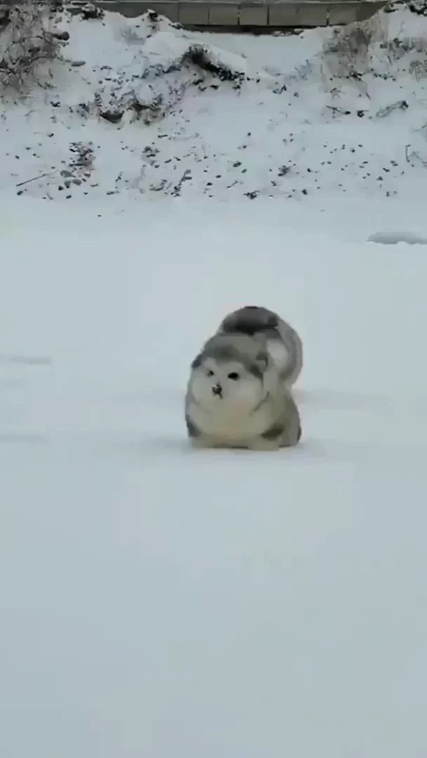 めちゃふもふな
アラスカン・マラミュートの子犬

 https://t.co/TcV1uizOfK