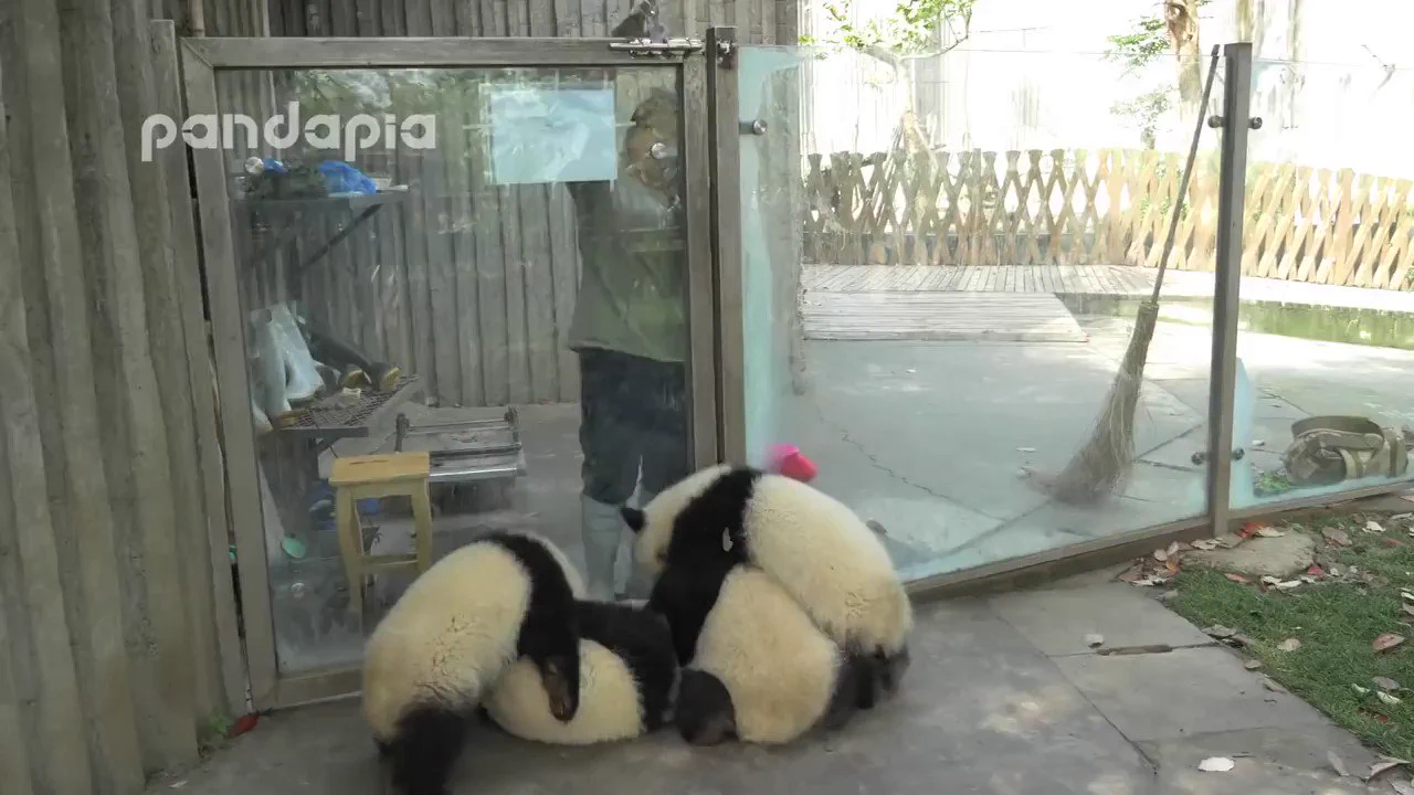 ひたすら飼育員の邪魔をするパンダのビデオがずっと見てられる
 https://t.co/h4bC0LF2yT