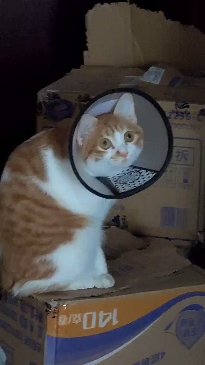 真正的呆猫 https://t.co/7hAhYEkDcf