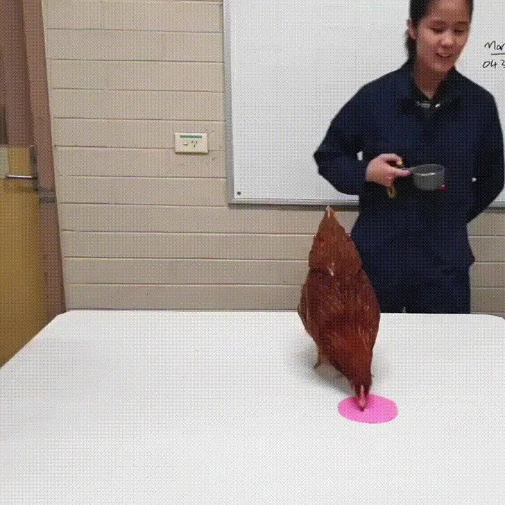 强化学习的最具体实例。算法短视频用户可以看这个视频 100 遍，领会算法短视频的本质。🤣https://t.co/EWnZHsAzR8