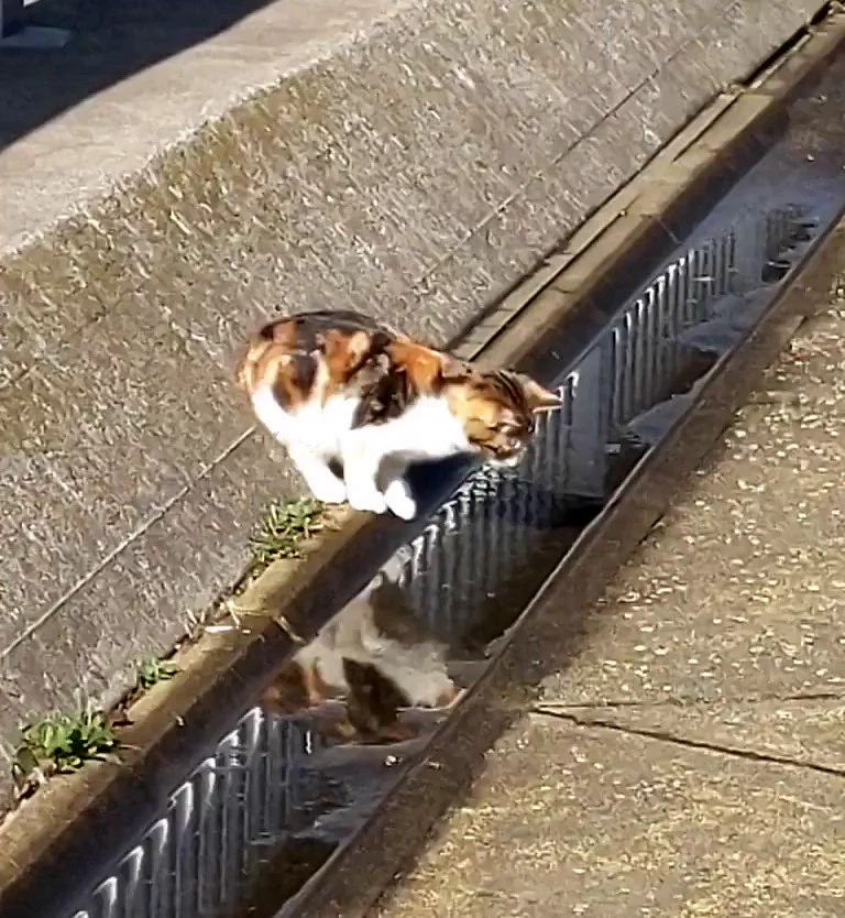 いや渡れるんかいと言いたくなる動画 https://t.co/WdAh3tDyd6