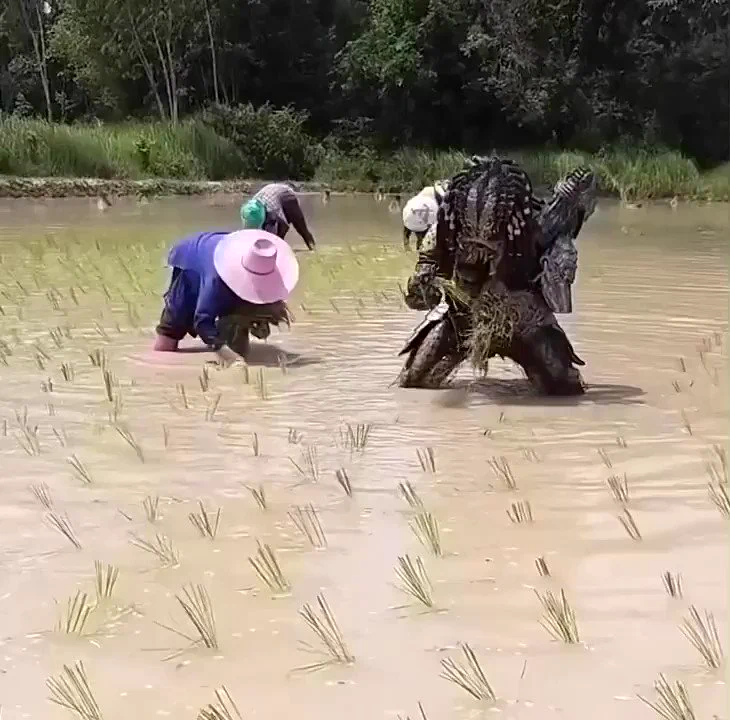 夏に田植えに勤しむプレデターwwwwwwwww
 https://t.co/ETC7ePv4Ko