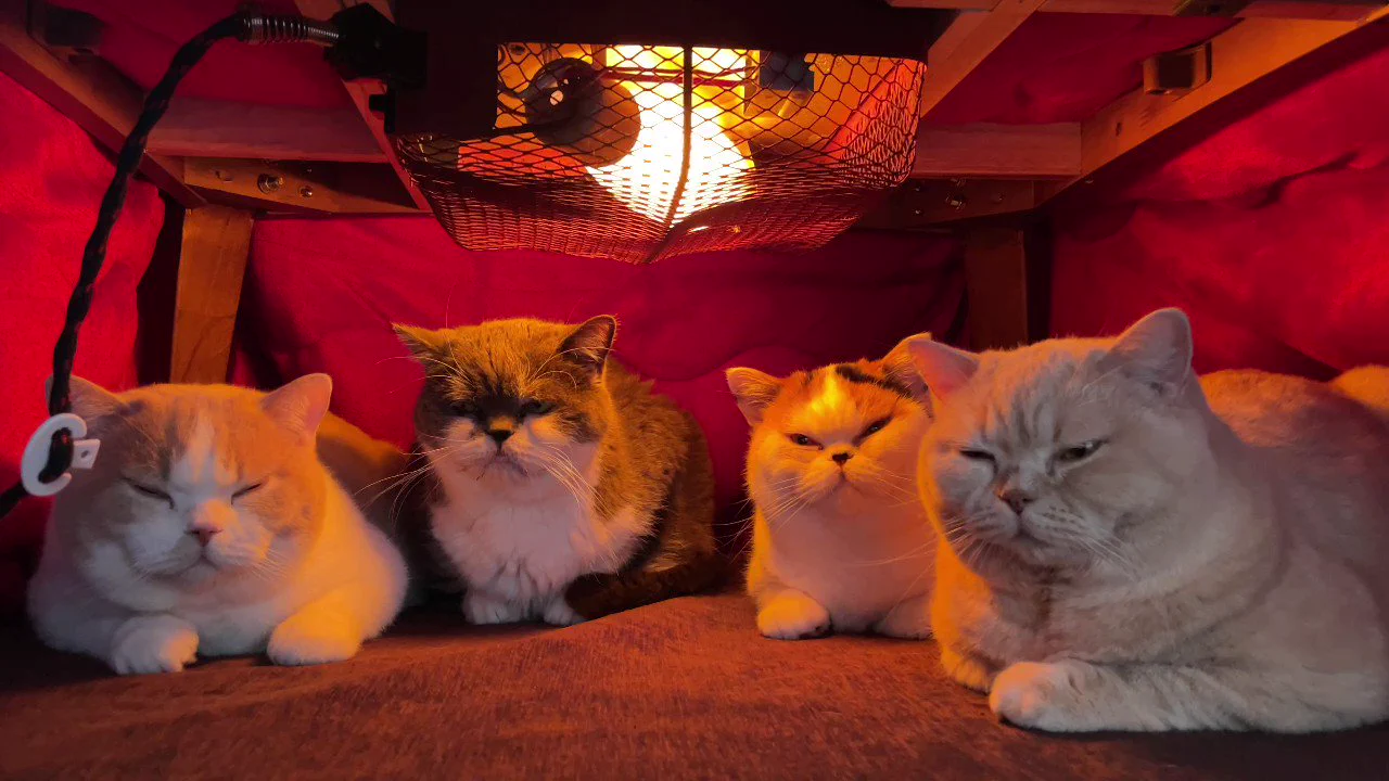 コタツの中でくつろぐ猫たち
 https://t.co/FJOQAx9mni