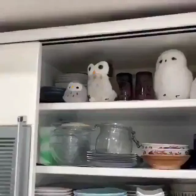 仲間だと思っているフクロウ

 https://t.co/QfUK60xI6t
