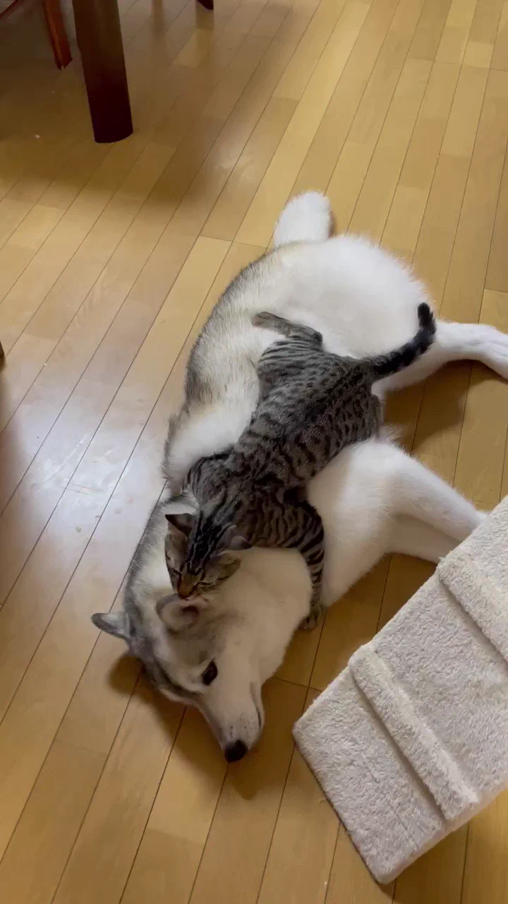 1週間ぶりに再会してめちゃくちゃ甘えてる家の猫見て
 https://t.co/eeiKzJQf4z