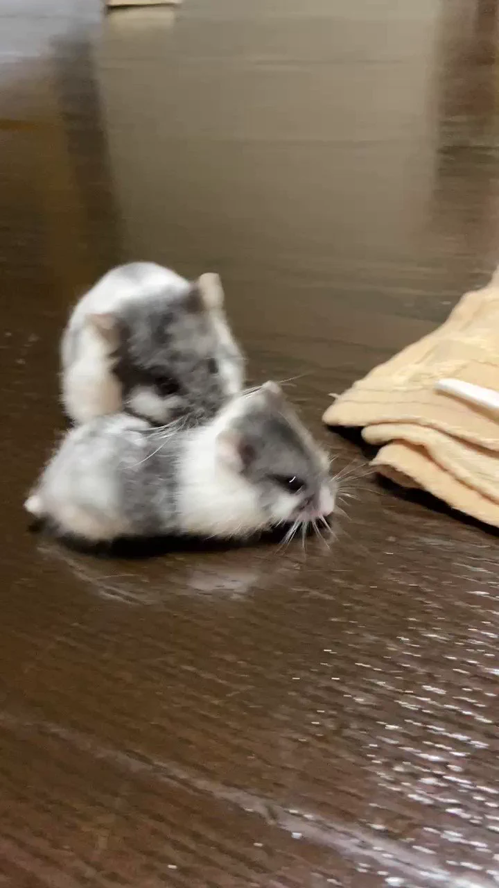 子ハムを連れていきたい
だけどすべる…

 https://t.co/O3KlqDVtIf