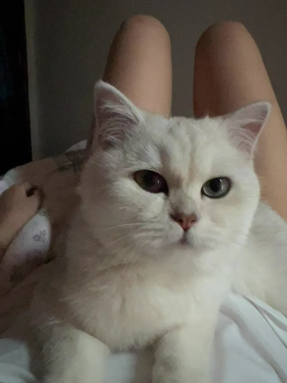 一大坨肉躺在我身上 压死我了 #猫咪 #女同 https://t.co/yoVnnJ7vgW