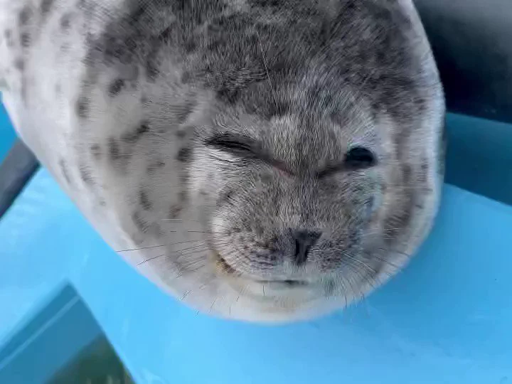アザラシ撮ってたらベー👅された https://t.co/i7JLuxD3eQ