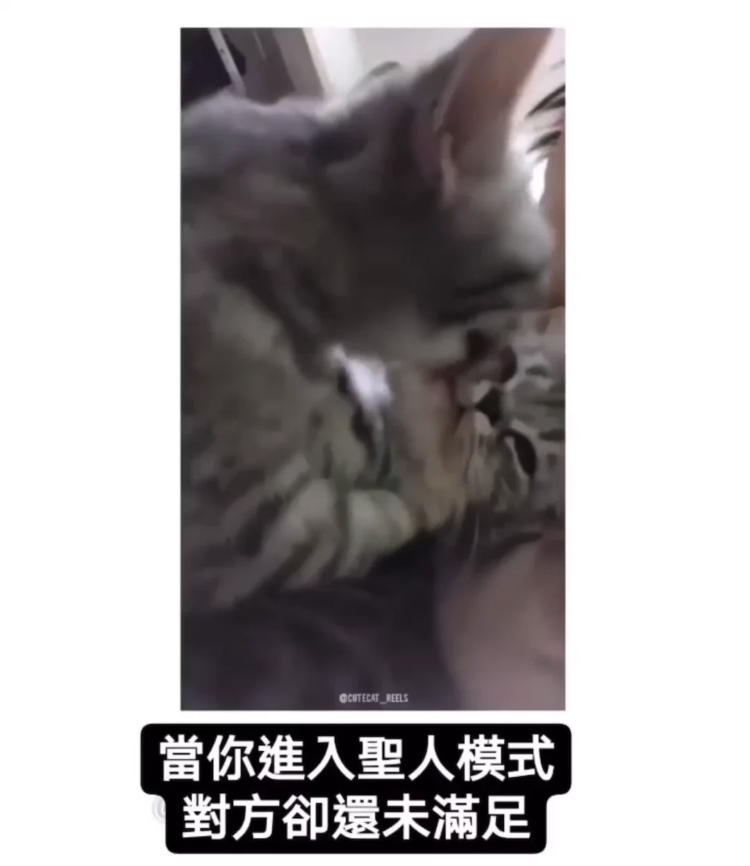 有夠可愛跟我一樣然後我就是上面那隻#永遠吃不飽 https://t.co/ZY1jreejJB
