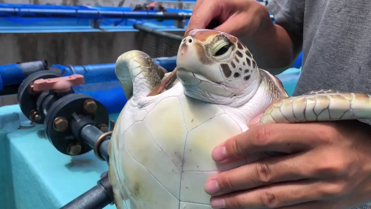 歯ブラシで磨かれる2歳の子ガメ見て
 https://t.co/c9cVxwQjsj