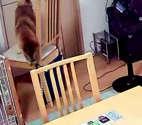 「イスから降りられなくなったむぎちゃん(犬)を助けたよ」と息子6歳が言うので、ペットカメラを見てみたら確かにレスキューしていた。
 https://t.co/L8J2OxssAr